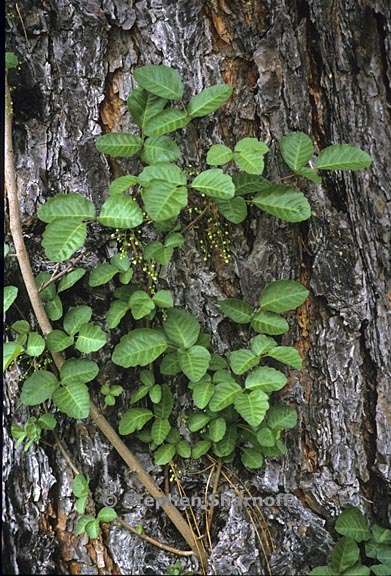 toxicodendron diversilobum 7 graphic